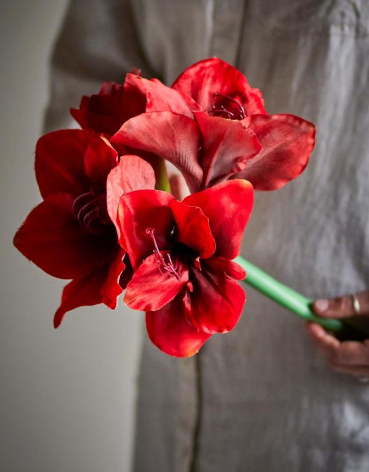 Künstlicher Amaryllis Stiel von Bloomingville mit großen tiefroten Blüten und langem grünem Stiel, 74 cm hoch.