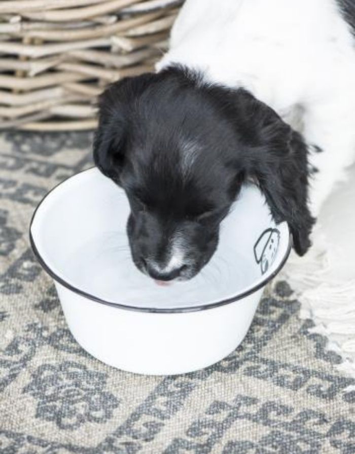 Futternapf Hund Emaille I Klein
